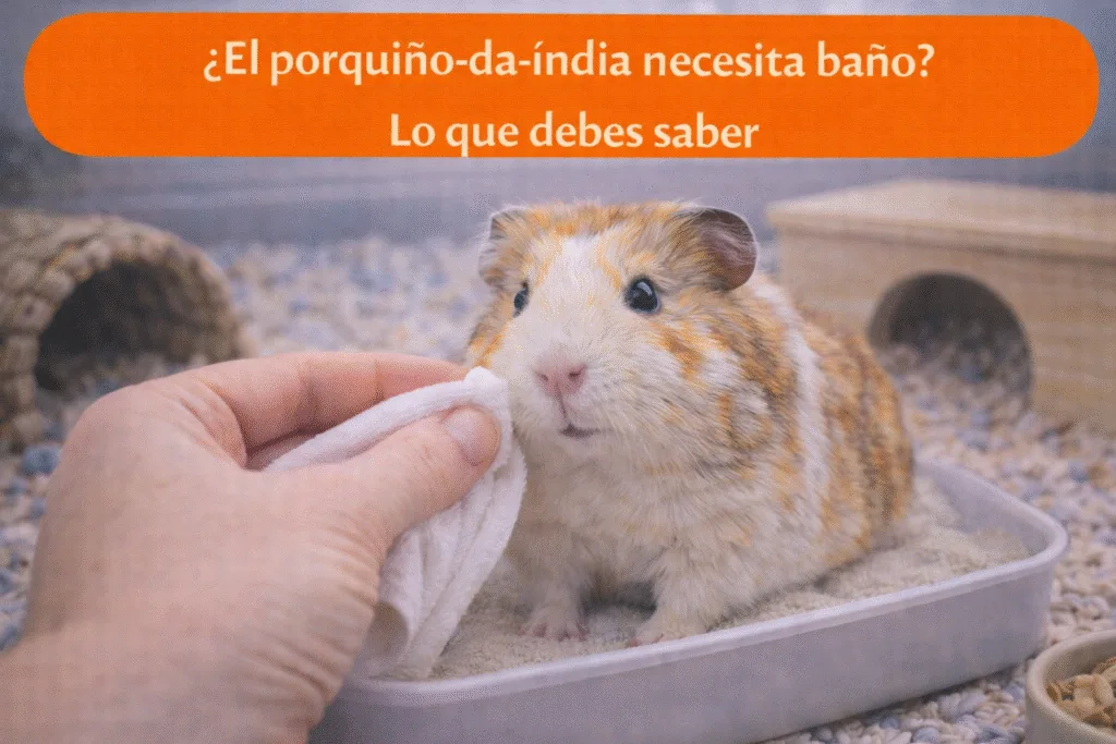 ¿El porquiño-da-índia necesita baño? Lo que debes saber
